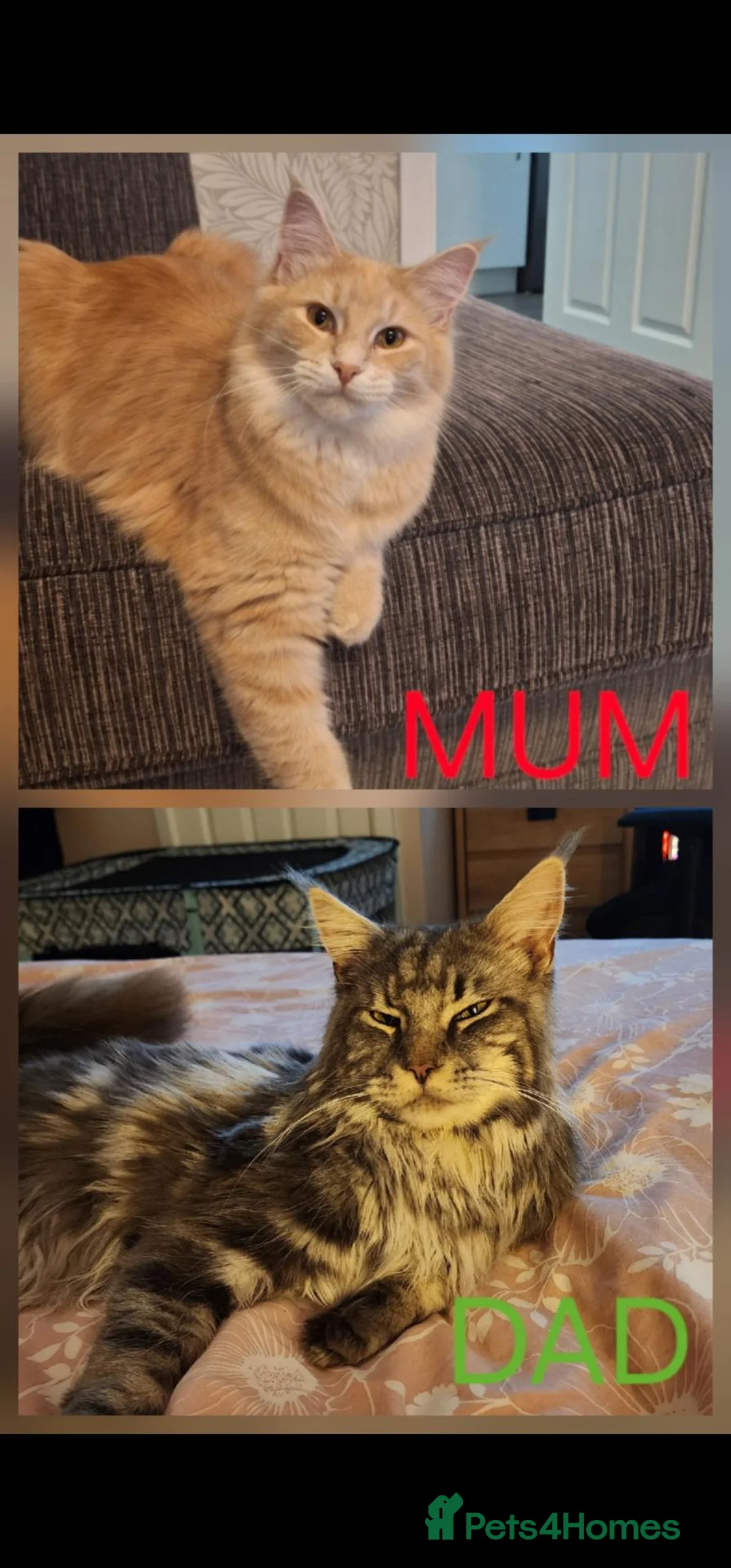 Mixed Breed cats for sale: Ragcoons - Advert 6