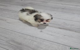 Cavachon dogs for sale: Cavachon puppies  - Image 8