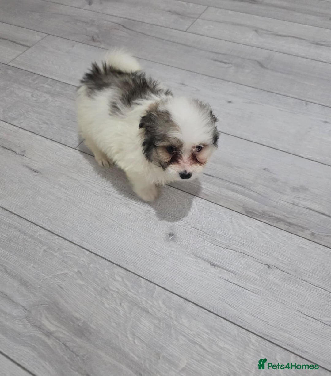 Cavachon dogs for sale: Cavachon puppies  - Image 8