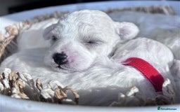 Bichon Frise dogs for sale: Bichon Frise - Image 1