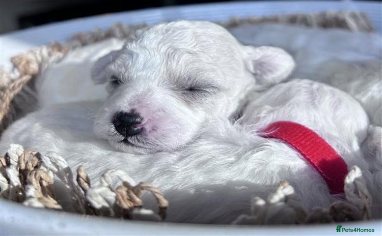 Bichon Frise dogs - Advert 3