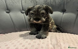 Miniature Schnauzer dogs for sale: Beautiful miniature Schnauzers  - Image 4