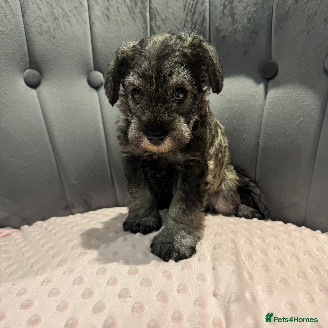 Miniature Schnauzer dogs for sale: Beautiful miniature Schnauzers  - Image 4