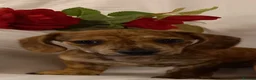 Miniature Dachshund dogs for sale: Stunning rare red brindle little girl kc reg  - Advert 14