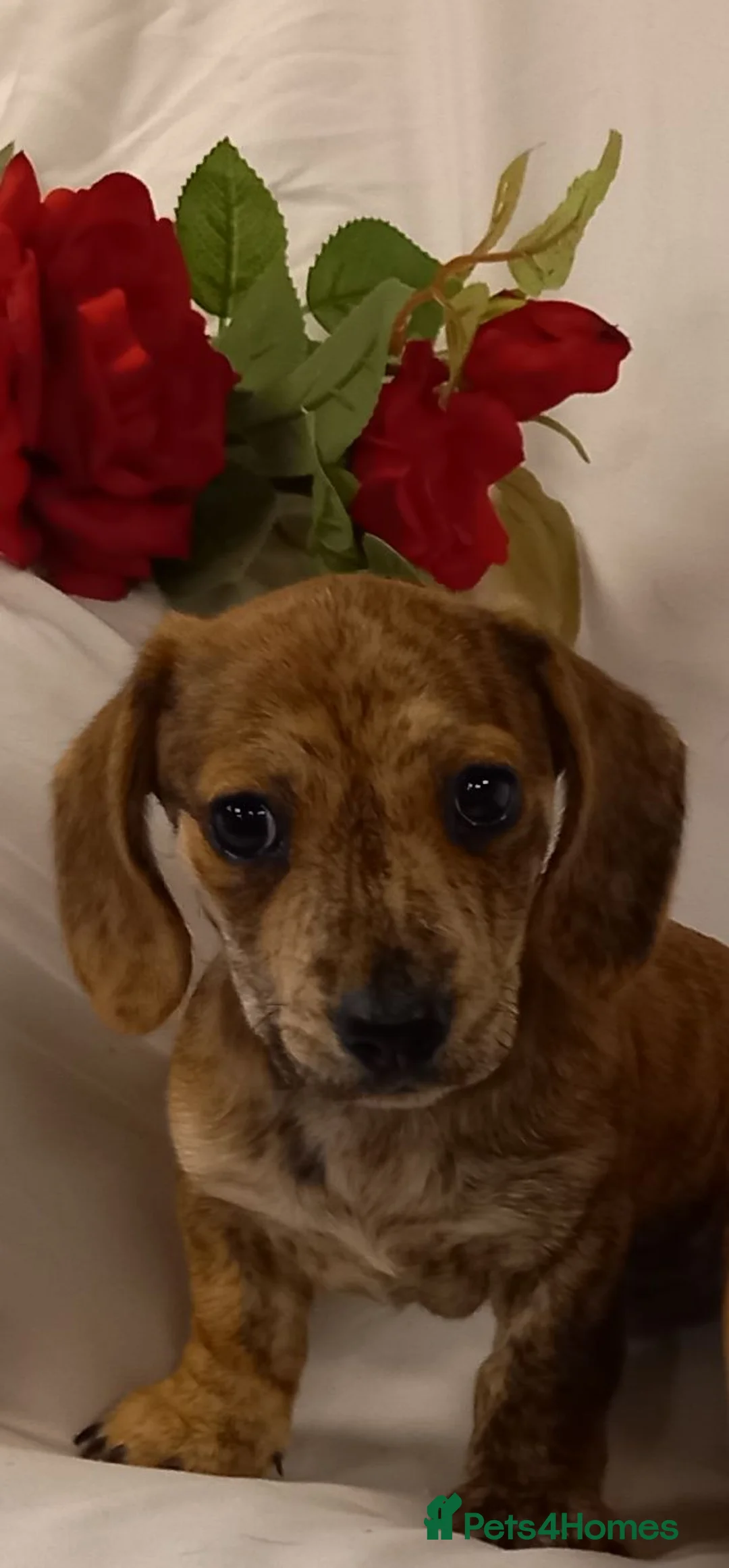 Miniature Dachshund dogs for sale: Stunning rare red brindle little girl kc reg  - Advert 14