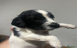 Sprocker dogs for sale: F3 high quality Sprocker’s, strong genes 5 weeks - Image 2