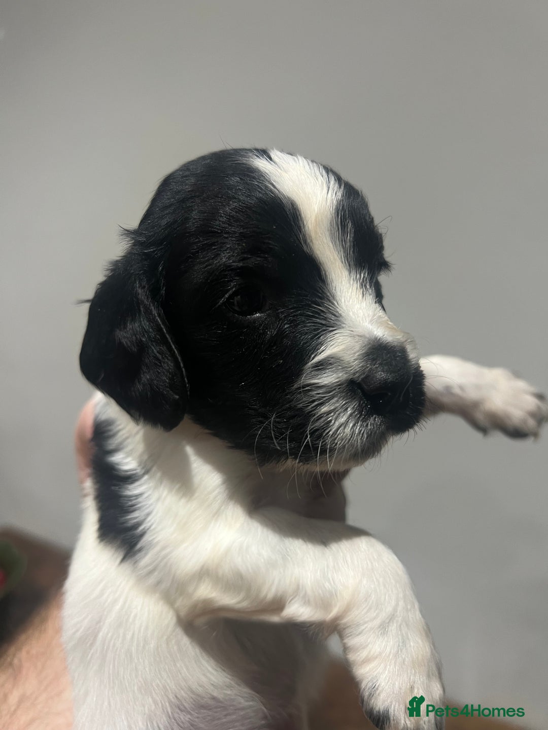 Sprocker dogs for sale: F3 high quality Sprocker’s, strong genes 5 weeks - Image 2