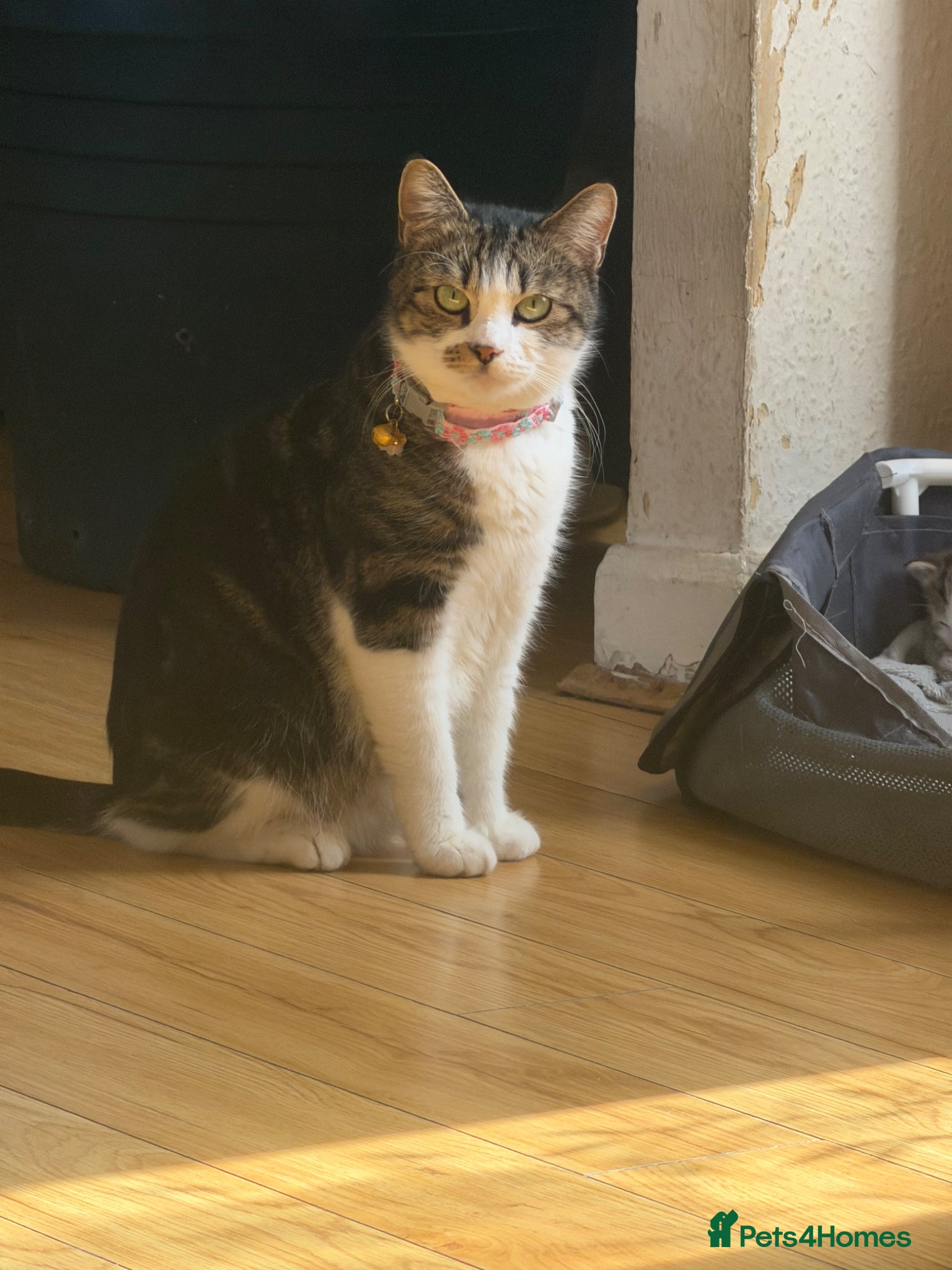 European cats Kittens  - Advert 13