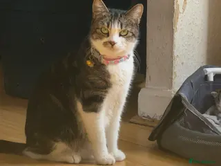 European cats Kittens - Advert 5