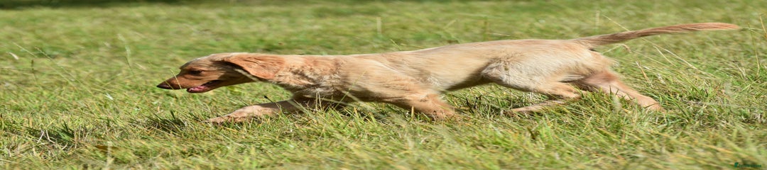 Labradoodle Puppy 2