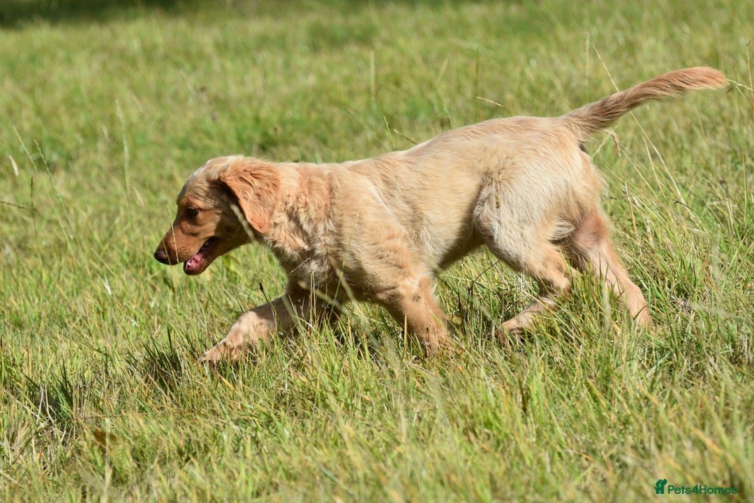 Labradoodle dogs for sale: PennyPink and Wesley  - Image 6