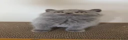British Shorthair cats for sale: Beautiful & Healthy British Shorthair Kittens - Advert 5
