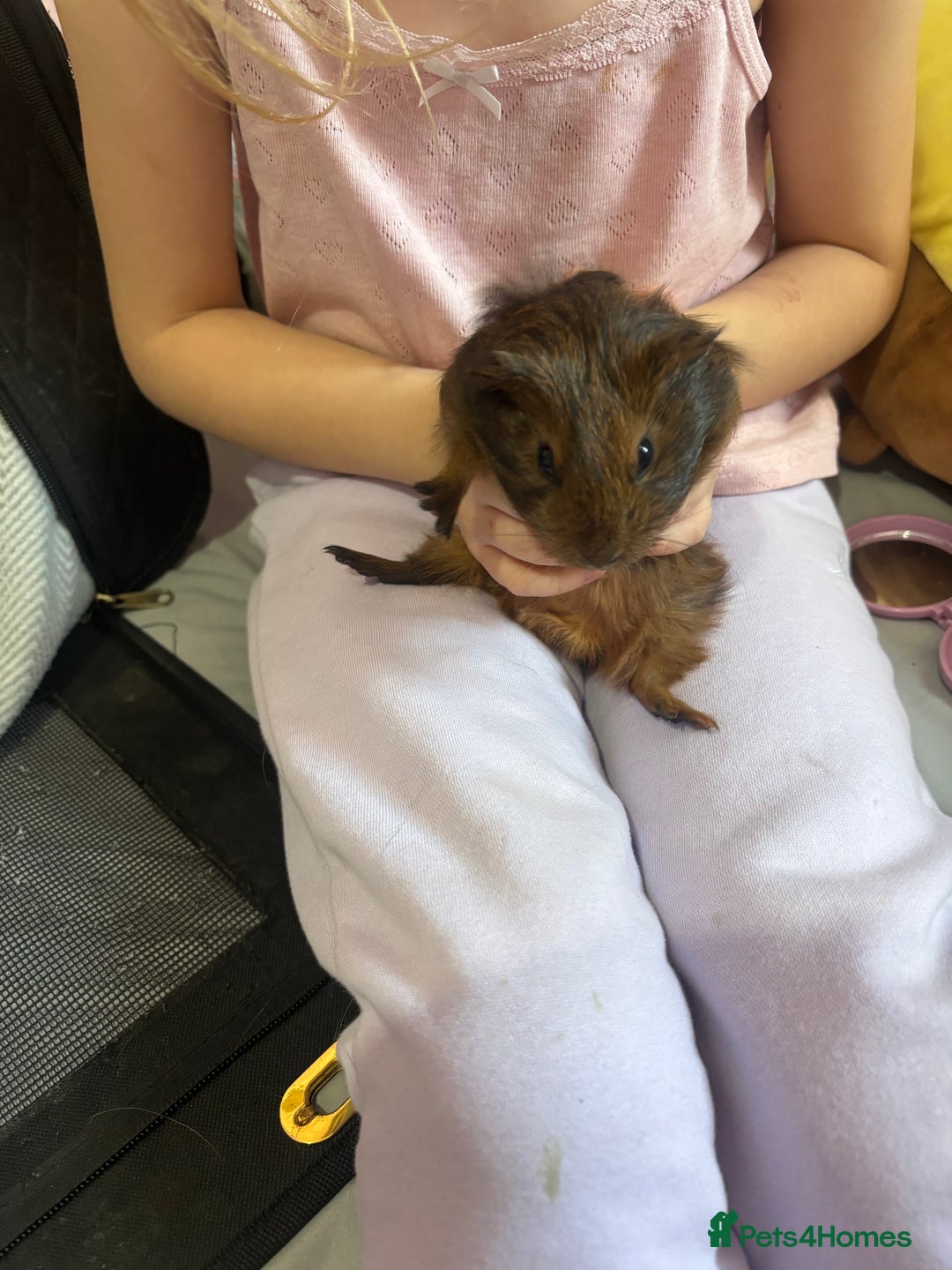 Guinea Pig rodents for sale: Baby piggies - Advert 2