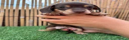 Miniature Dachshund dogs for sale: 5 Beautiful Dachshund Puppies - Advert 9