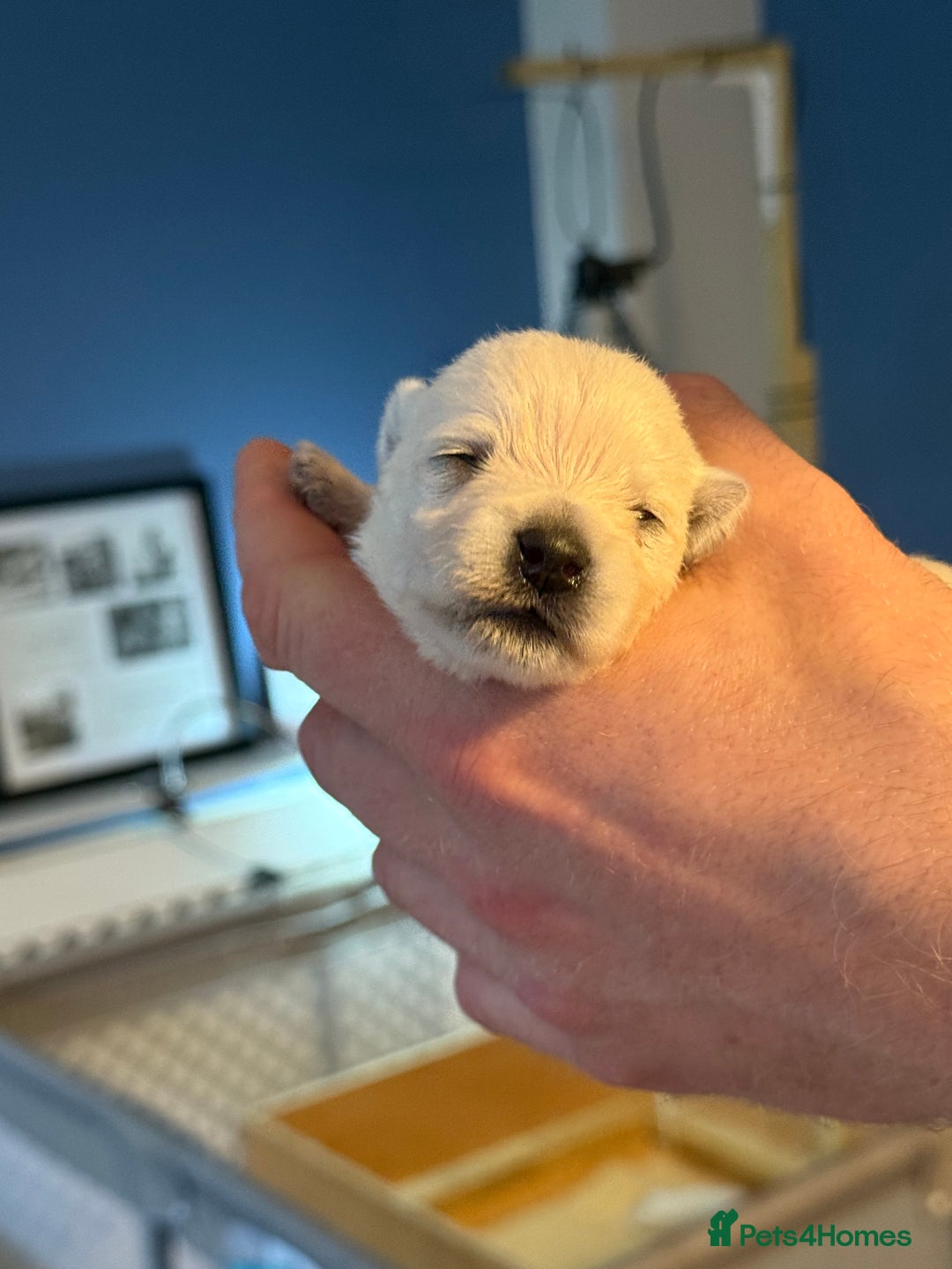 West Highland Terrier dogs for sale: West Highland Terrier Puppies for Loving Homes - Image 35
