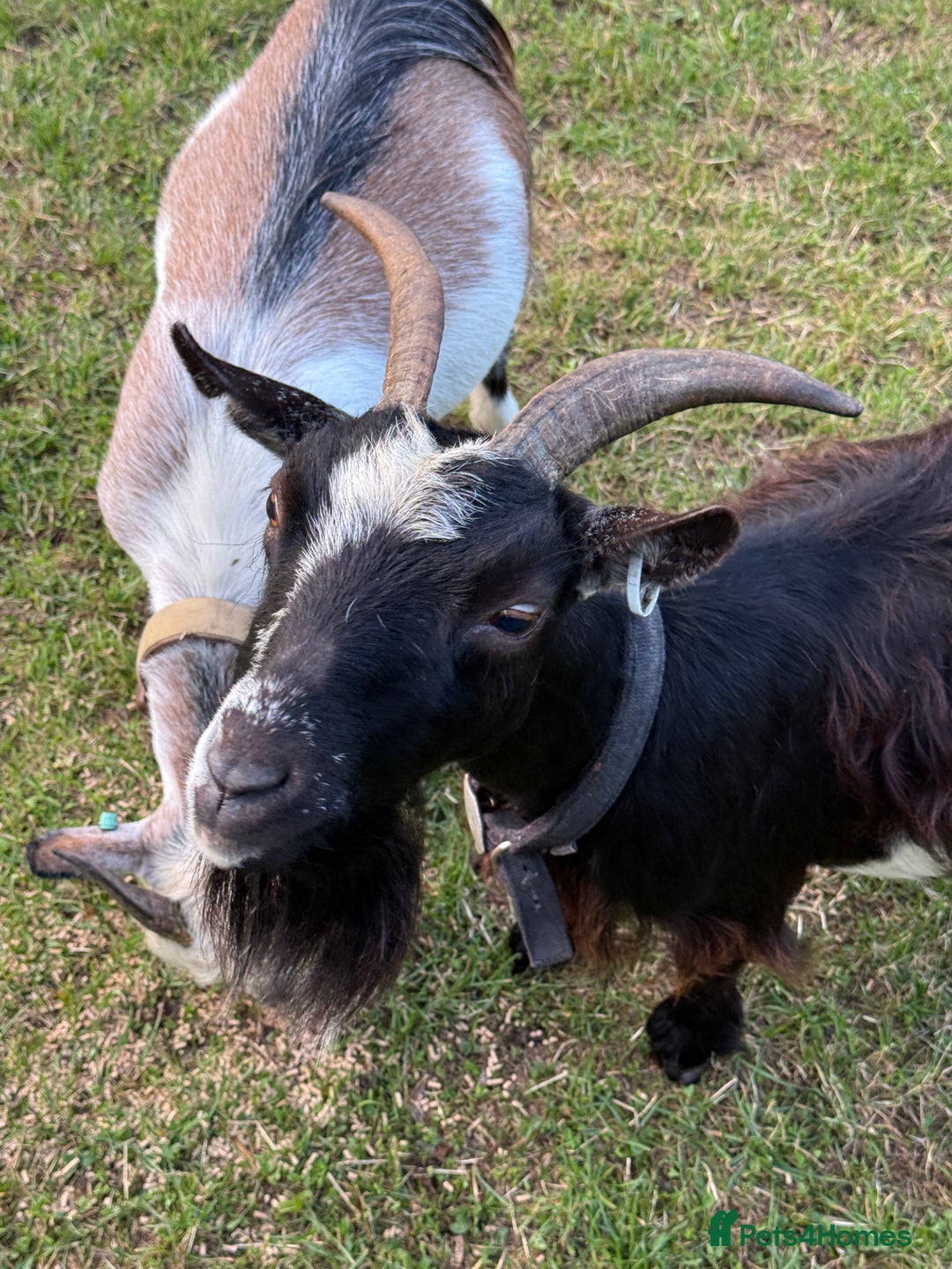 Goats livestock for sale: Pygmy Goats - Image 8