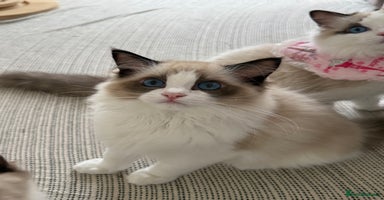 Ragdoll cats - Advert 6