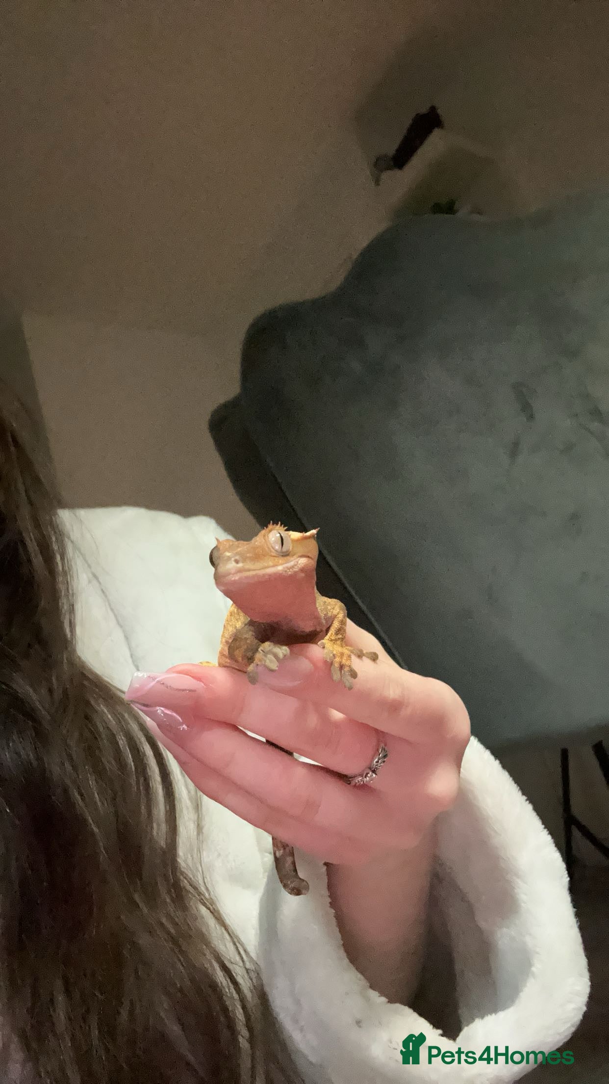 Gecko reptiles Crested gecko for sale  - Advert 1