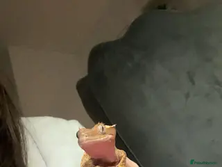 Gecko reptiles Crested gecko for sale - Advert 1