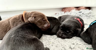 Labrador Retriever dogs - Advert 4