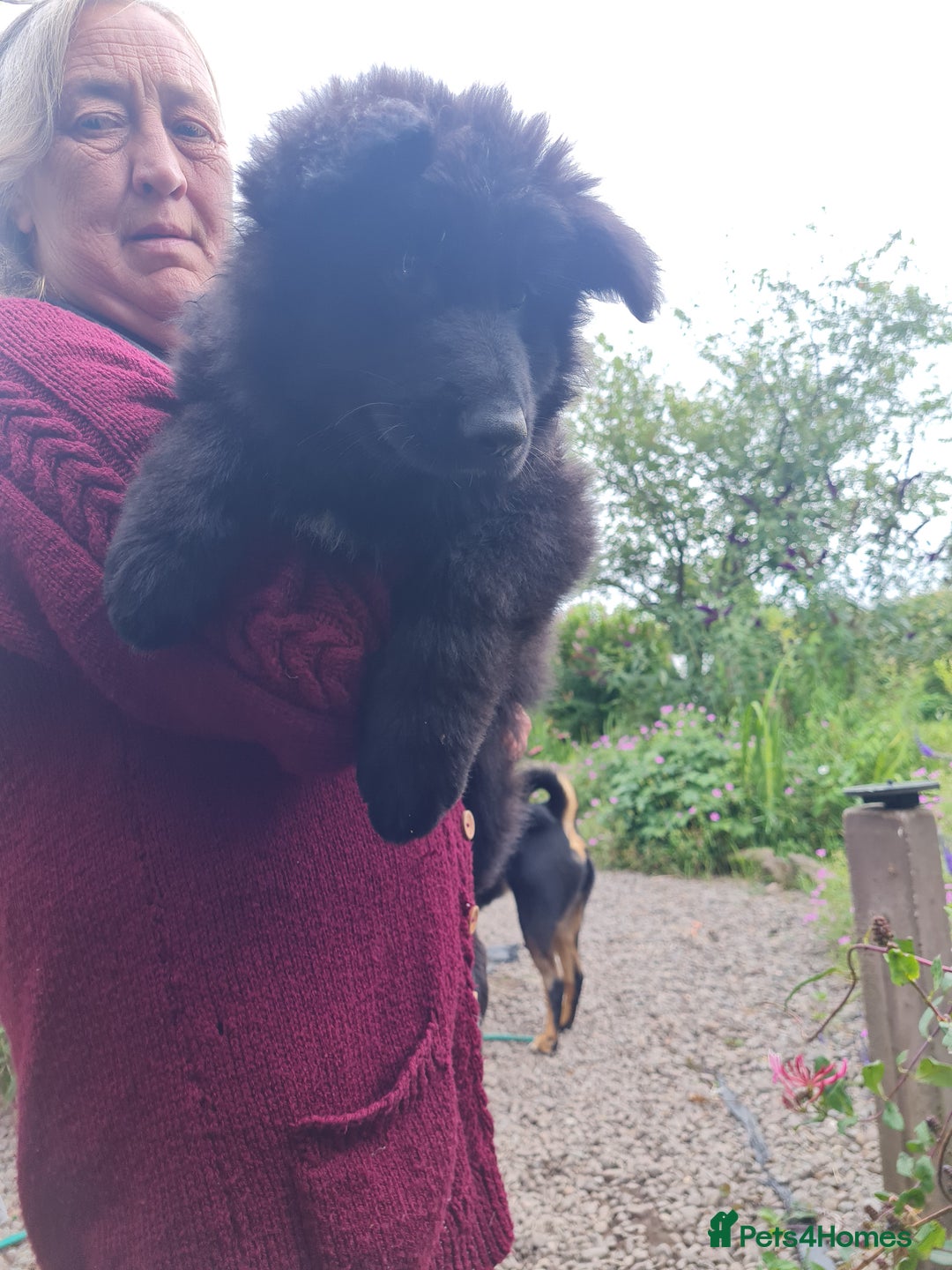 German Shepherd dogs for sale: 1 very large  longhaired Black gsd male . in Lockerbie - Image 1