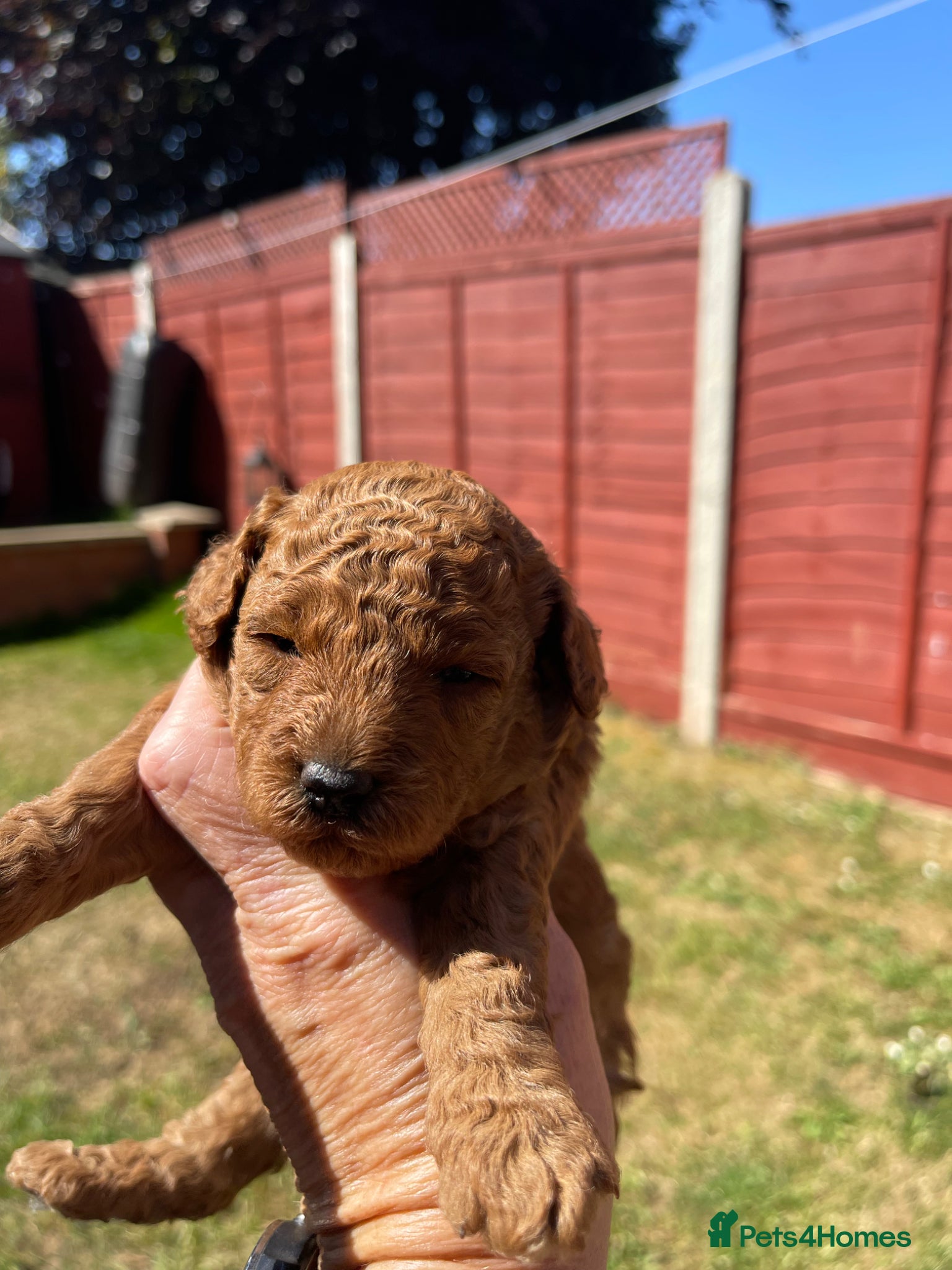 Toy Poodle Puppy 3 green collar 