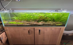 Live Bearers fish for sale: Full planted aquarium with male guppies - Image 3