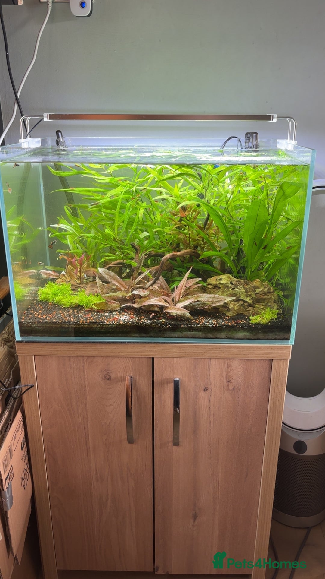 Live Bearers fish for sale: Full planted aquarium with male guppies - Image 3