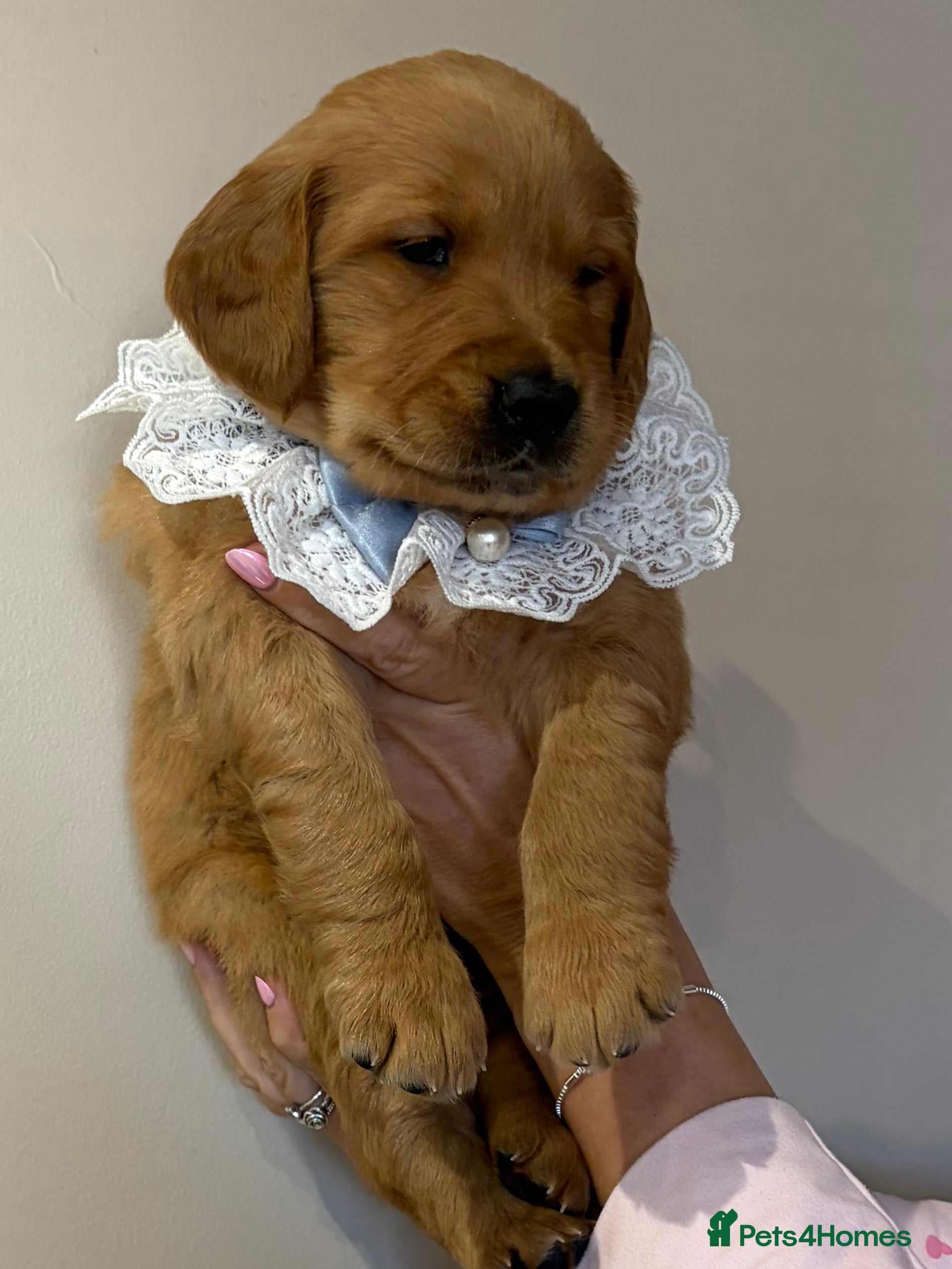 Golden Retriever dogs Gorgeous red golden retriever puppies  - Advert 14