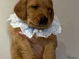 Golden Retriever dogs Gorgeous red golden retriever puppies - Advert 14