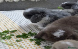 Mini Lop rabbits for sale: Minilops - Image 8