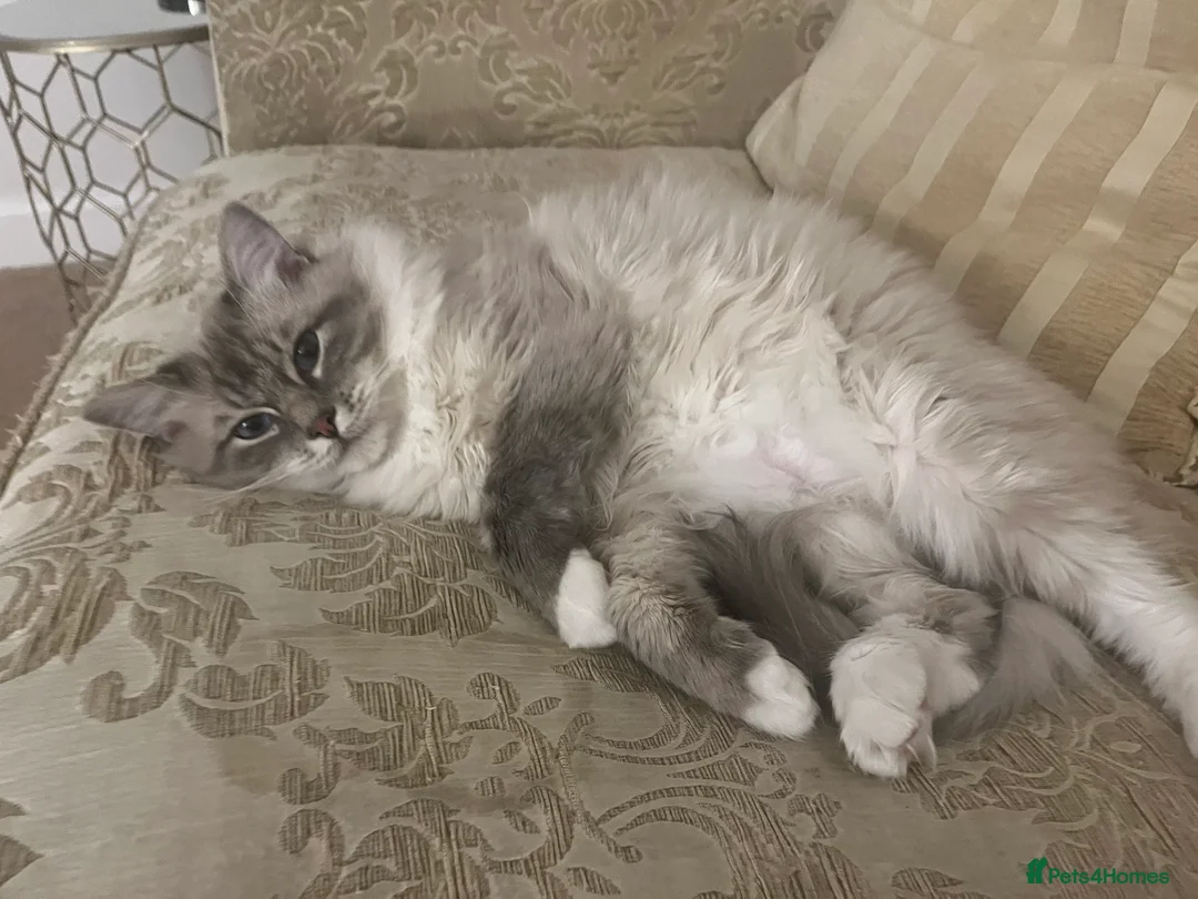 Ragdoll cats for stud: Simba blue mittedlynx ragdoll  - Advert 6