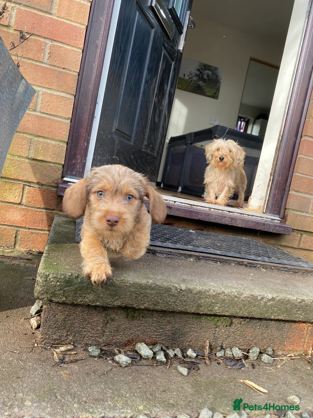 Dachshund dogs for sale: Schweenie puppies  - Advert 6