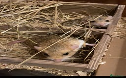 Gerbil rodents for sale: Trio of Fat Tail Gerbils (Duprasi)  - Image 2