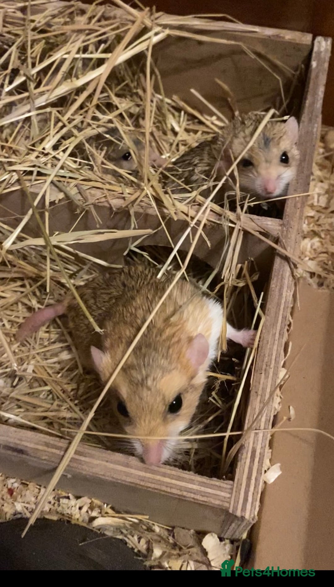 Gerbil rodents for sale: Trio of Fat Tail Gerbils (Duprasi)  - Image 2