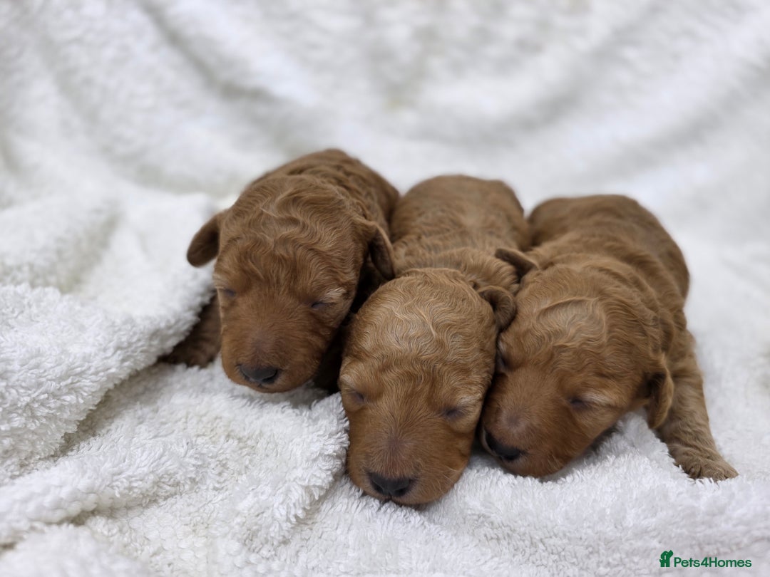 Miniature Poodle dogs for sale: 🐶✨ Stunning Mini Poodle Puppies ✨🐶 - Image 12