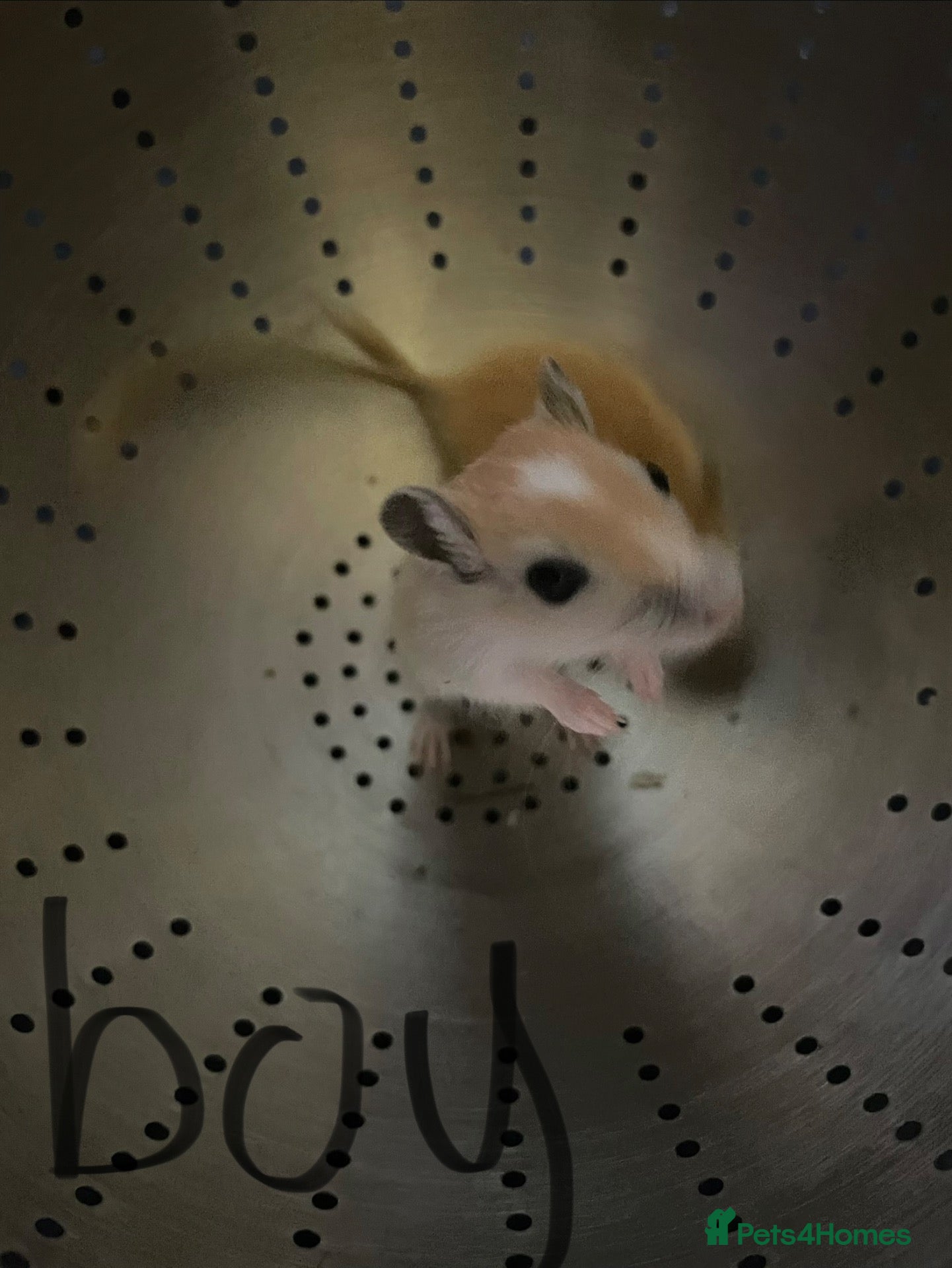Gerbil rodents Baby gerbils for sale 1 girl 3 boys - Advert 1