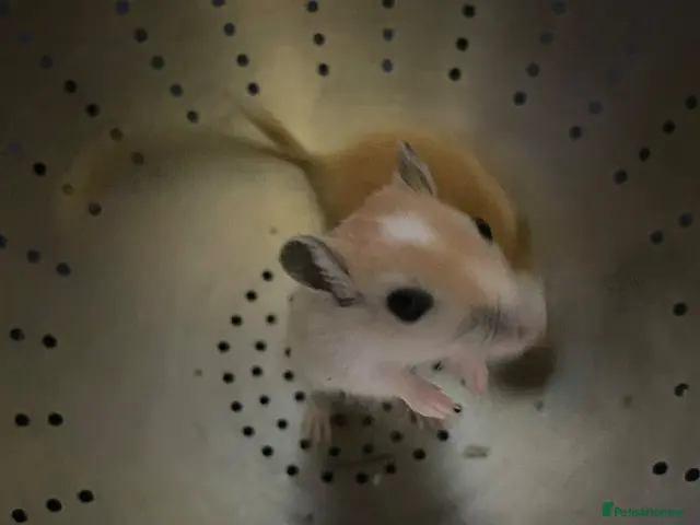 Gerbil rodents Baby gerbils for sale 1 girl 3 boys - Advert 1