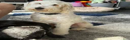 Mixed Breed dogs for sale: Labrador cross Cockapoo Puppies  - Advert 2