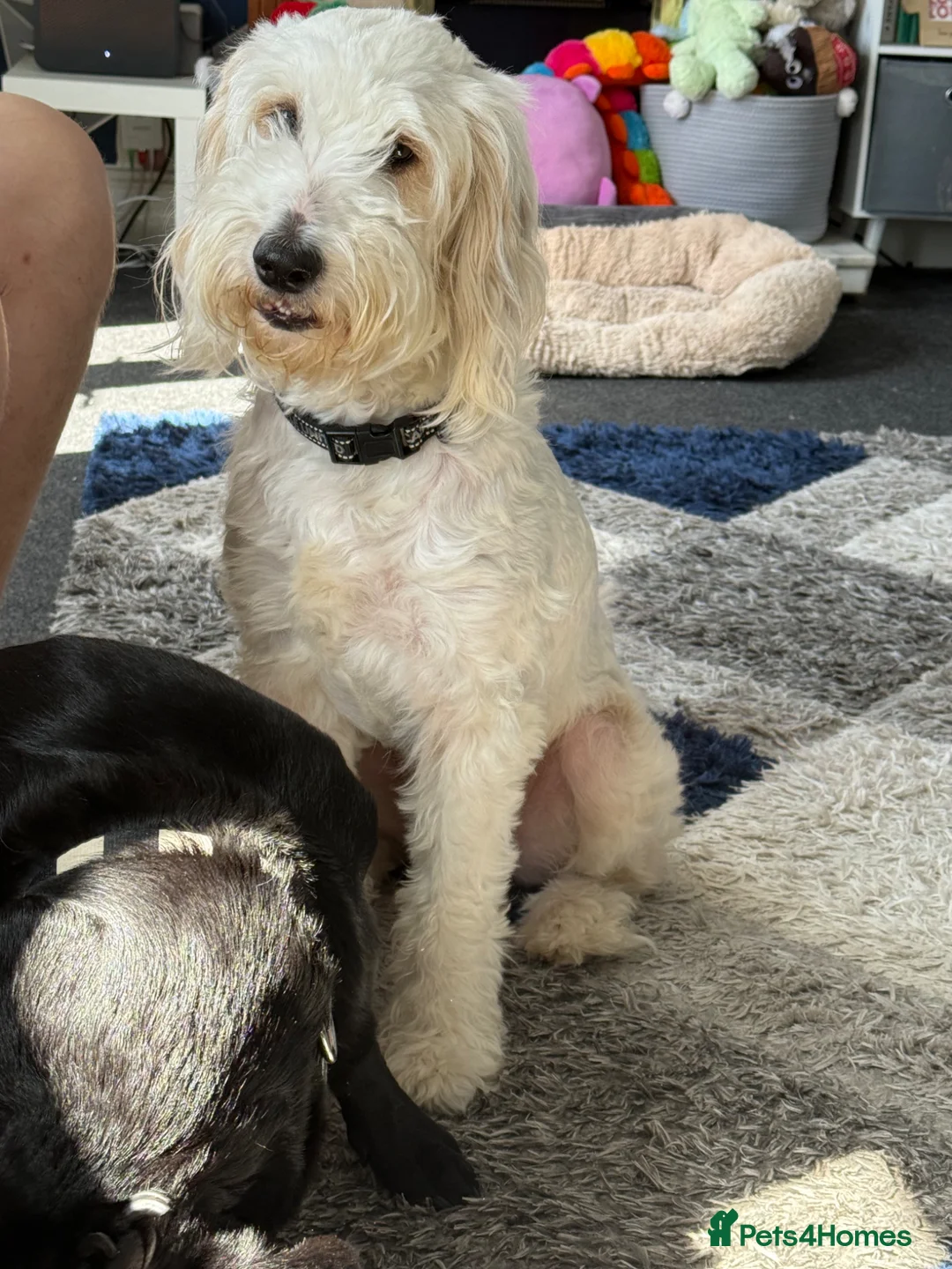 Mixed Breed dogs for sale: Labrador cross Cockapoo Puppies  - Advert 2