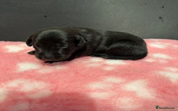 Labrador Retriever dogs for sale: Ftch sired Labrador puppies  - Image 17