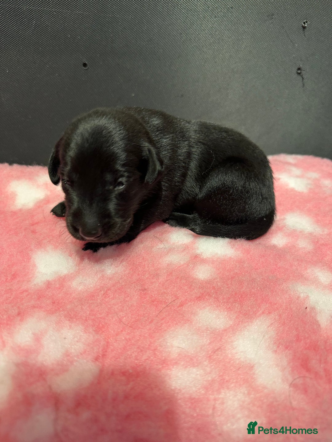 Labrador Retriever dogs for sale: Ftch sired Labrador puppies  - Image 17