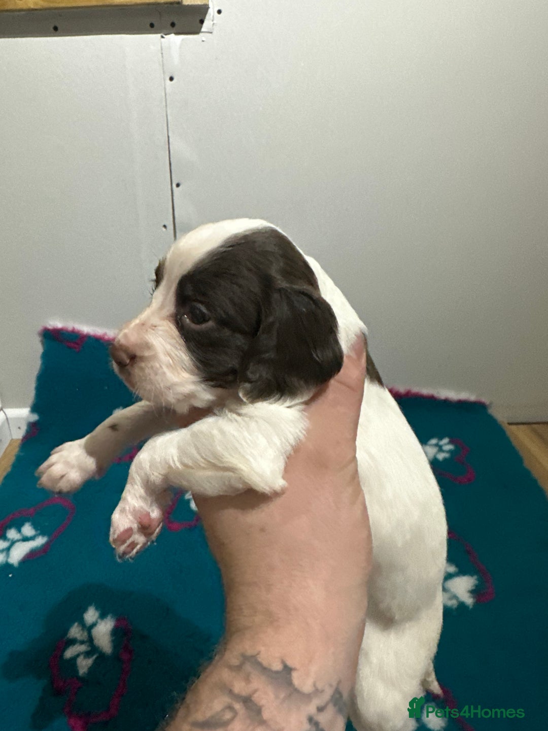 Sprocker dogs for sale: Sprocker spaniel puppies  - Advert 3