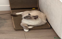 Ragdoll cats for sale: Beautiful Blue point mitted Ragdoll  - Advert 12