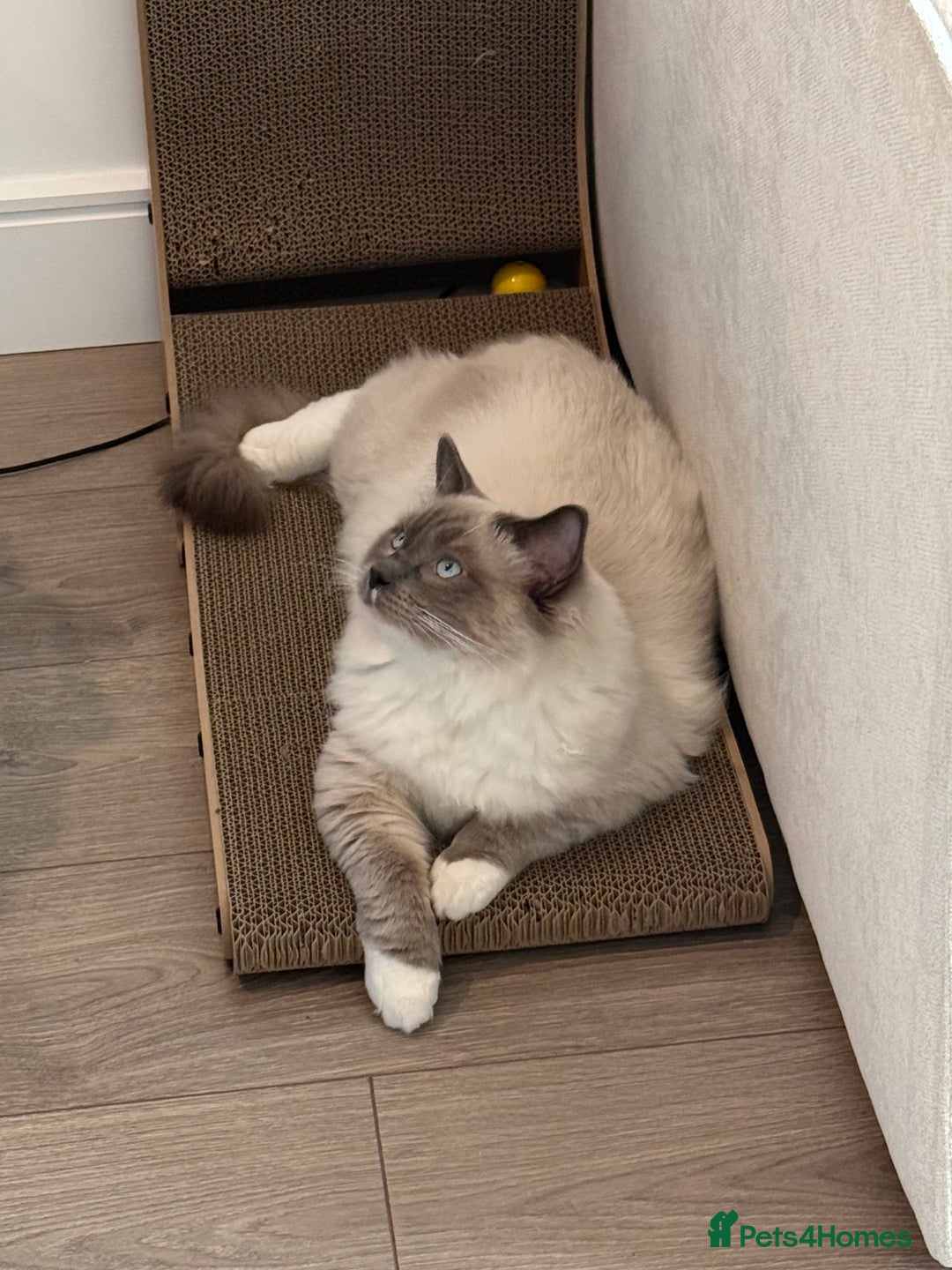 Ragdoll cats for sale: Beautiful Blue point mitted Ragdoll  - Advert 12