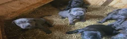 Cane Corso dogs for sale: Cane corso puppy - Advert 4