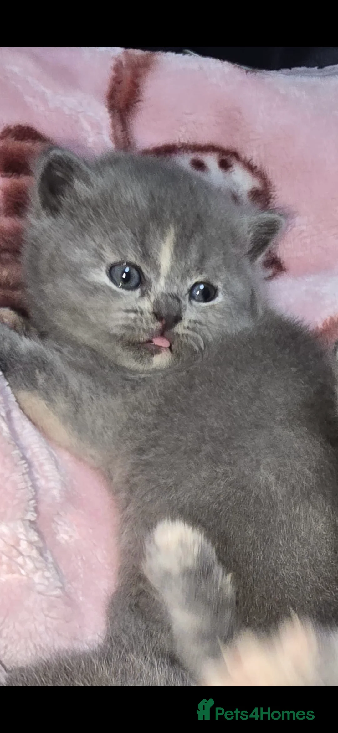 British Shorthair cats for sale: 4 Adorable female kittens  - Advert 2