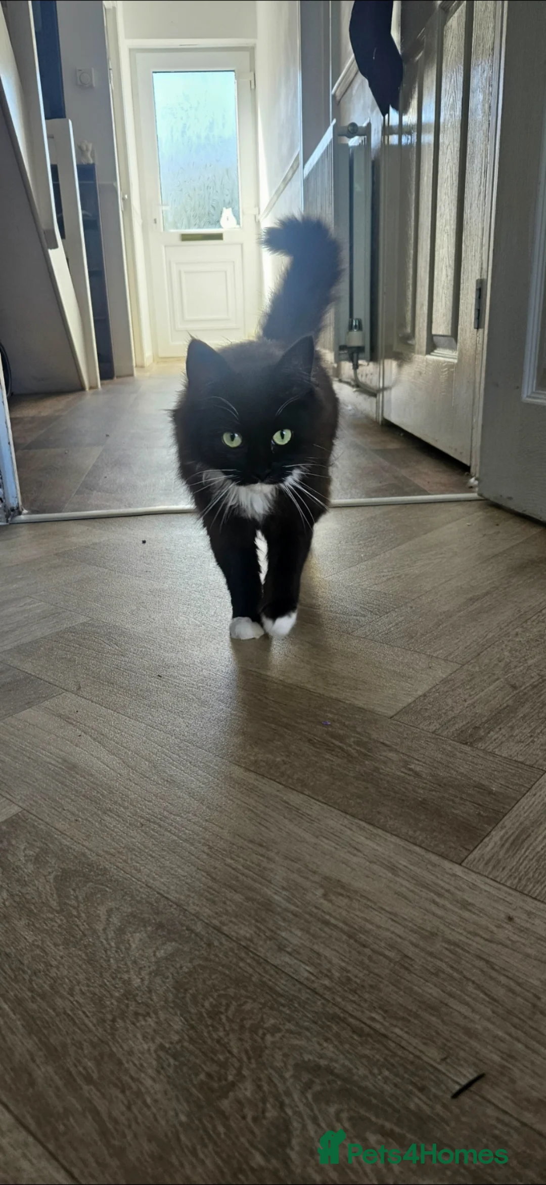 Ragdoll cats for sale: BLACK RAGDOLL GIRL FOR SALE - Advert 2