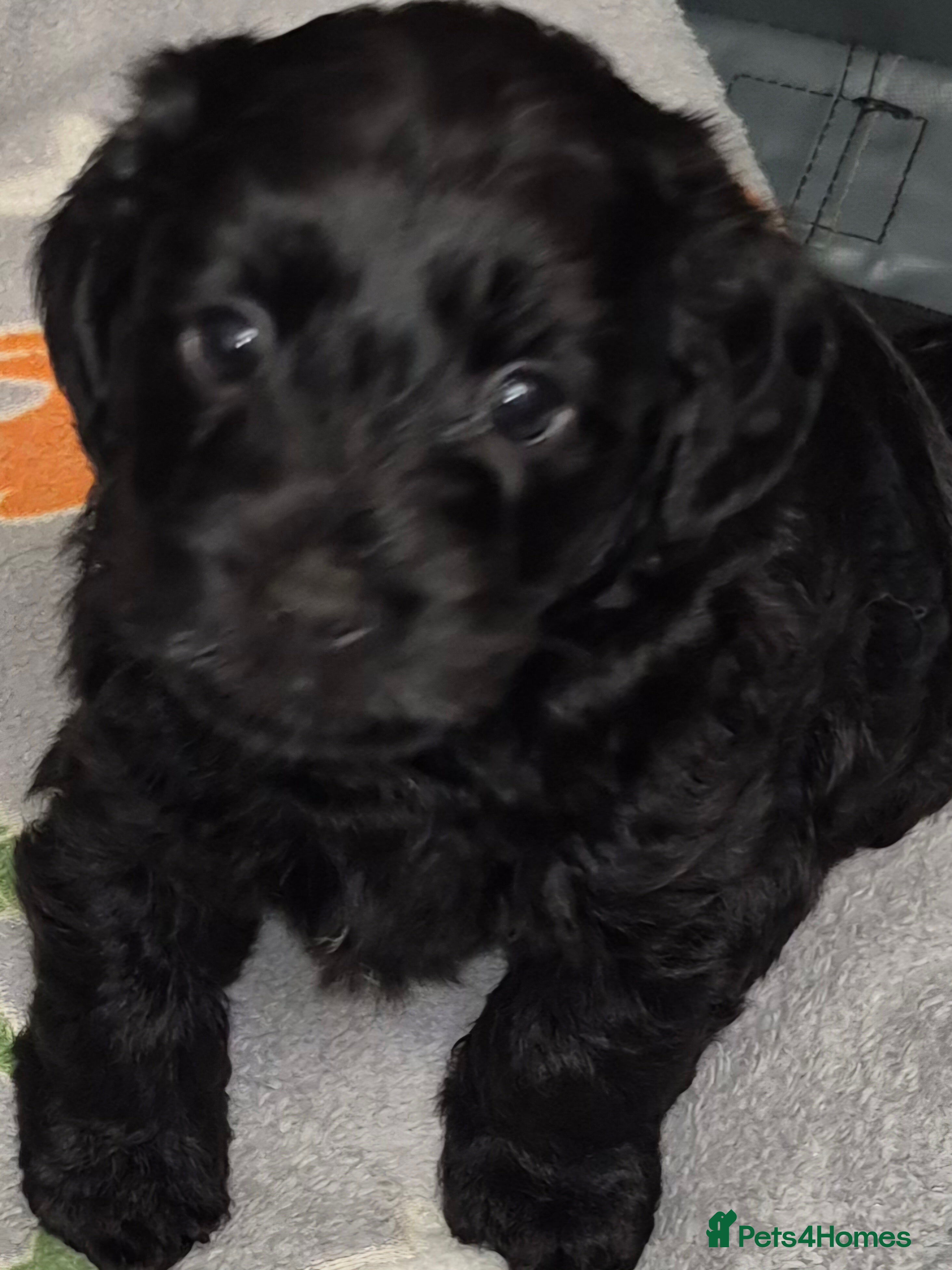 Mixed Breed dogs Yorkiepoo puppies  - Advert 19