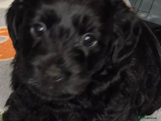 Mixed Breed dogs Yorkiepoo puppies - Advert 19